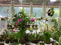 Peradeniya-Garden - Orchiden